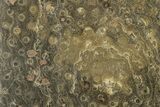Polished Fossil Rugose Coral Slab - Morocco #276203-1